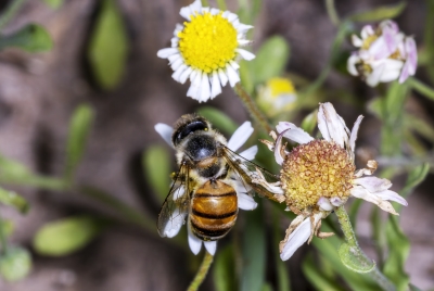 Honey Bee May 2026